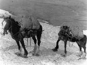 Prospectors travelled by pack horse - notice the showshoes on the horses.