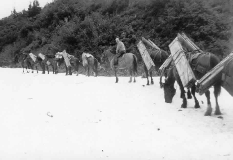 Pack Train along Bitter Creek carryng ore