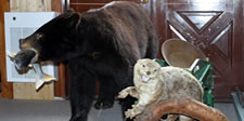 Wildlife display